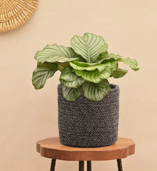Hand Braided Cotton Basket-Set of 2 (6 Inches)