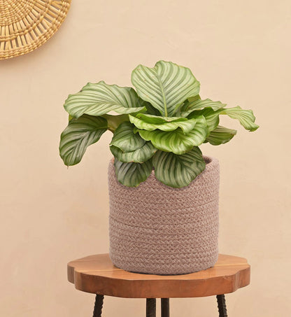 Hand Braided Cotton Basket-Set of 2 (6 Inches)